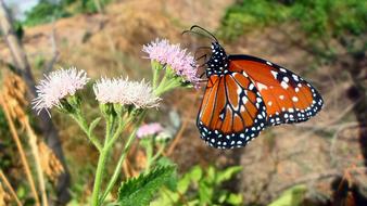 Butterfly Flowers