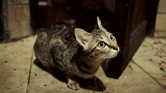 delightful Cat Pussy Domestic