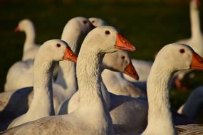 Cute and beautiful, white geese with orange beaks, in light