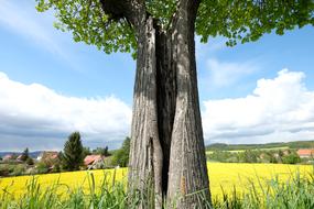 Autumn Landscape Tree