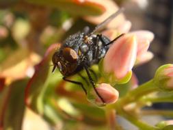 Macro picture of the gorgeous Fly on a Flowers