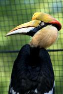 bird with a colored tuft on its head