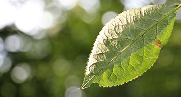 green linden leaf on a blurred background