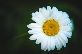 Daisy Flower Summer Flowers