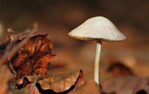 Mushroom and dry Leaves in Forest