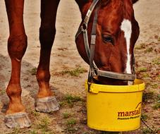 horse eats from a yellow bucket