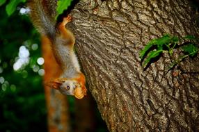 Colorful, beautiful and cute squirrel with walnut on the tree