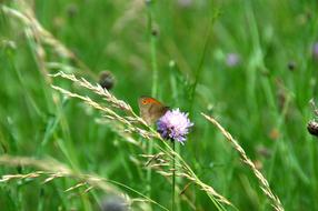 Glade Grasses Butterfly Wild