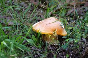 Autumn Mushrooms Fungus in forest