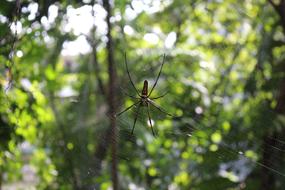 Spider Green Nature