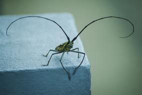 gorgeous Insect