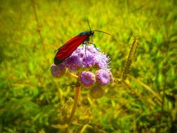 red beetle on a purple flower in a spring field