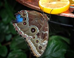 Caligo Eurilochus Butterfly