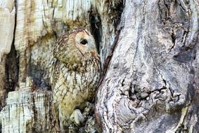 camouflaged owl on the tree