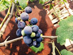 sweet ripe violet grapes
