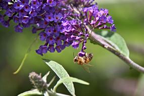 bee on the lilac flowers