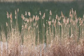 Reed Swamp Green