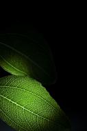 Plant Still Life The Leaves
