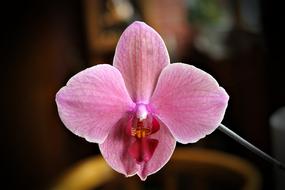Orchid Flower Plant