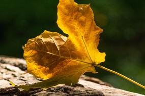 Autumn Fall Orange