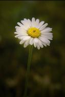 Daisy Meadow
