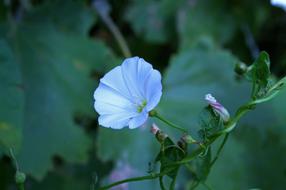 Funnel Thread Nature Flower