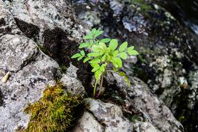 Plant Flower Tree