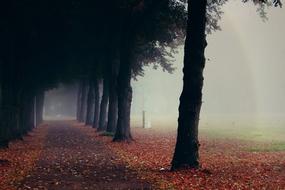 Fog Trees Nature