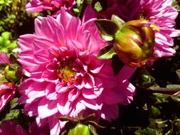 Flower Garden Plant Dahlia