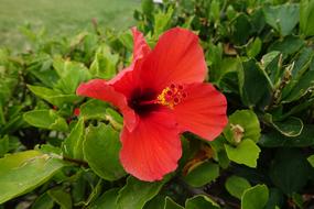 Flower Red Green Flowers