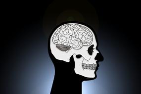 Profile portrait of the head, with the skull and brain, at background with the light, clipart