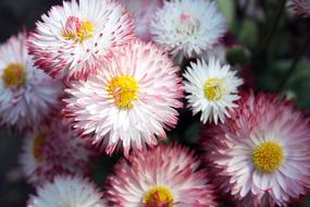 Flowers Geese Flower Plant