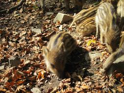 Little Pig Wild Boars Young