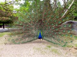 Peacock making Wheel outdoor