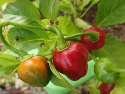 Chilli Pepper Plant Capsicum