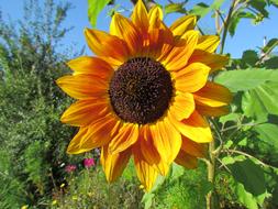 Yellow Sunflower Flower in summer