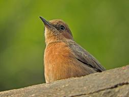 Indian Robin Bird
