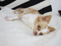 white-brown chihuahua is resting on the bed