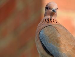 delightful city Bird