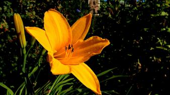 Yellow Flower ornamental plant