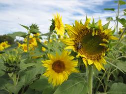 yellow Sunflower Blossom field