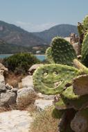 desert prickly pear cactus