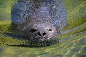 swimming seal