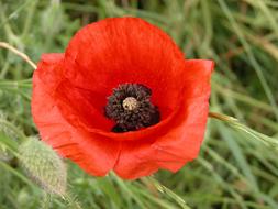 Flower Poppy
