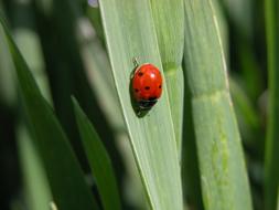 amazing Ladybug Insect Field