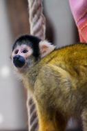 Squirrel Monkey exotic