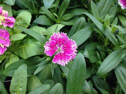 Nature Flowers Plant