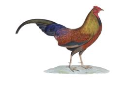 bright poultry on a white background