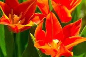 Tulips Flowers Orange