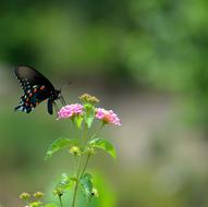 black swallowtail butterfly on a pink flower